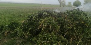 Kars’ta 3 bin 11 kök kenevir yakalandı