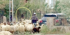 Yenişehir Mahallesi meraya döndü