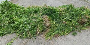 Kars’ta binlerce kenevir yakalandı