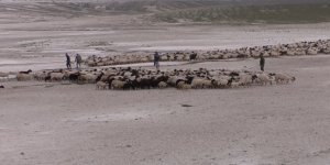 Kars’ta doludan 55 koyun telef oldu