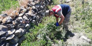 Kars’ta kenevir operasyonu!