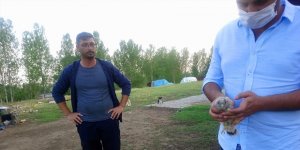 Kars’ta kerkenez yavrusu tedavi altına alındı