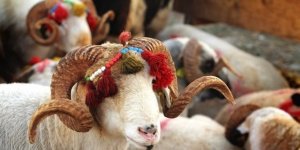 Kars’ta kurban satış ve kesim yerleri belirlendi