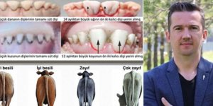 VHO “Kurbanlık seçimi teknik bilgi gerektirir”