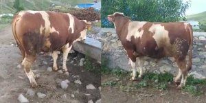 1 ton 100 kiloluk “Ramo” alıcısını bekliyor