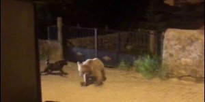 Yavru boz ayı kaçtı, köpek kovaladı