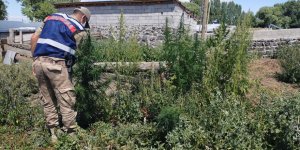 Akyaka’da kenevir operasyonu
