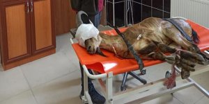  Erzurum’da bulunan yaban keçisi Kars’ta tedaviye alındı