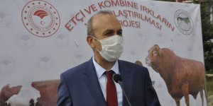 Kars’ta şap hastalığı bitme noktasına geldi