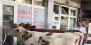Kars’ta buzağı veterinere gitti