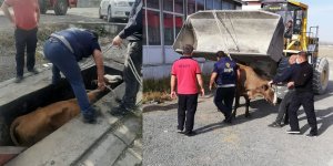 Yağ değişim kuyusuna düşen ineği itfaiye ekipleri kurtardı
