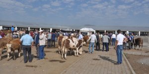 Kars’ta hayvan pazarı 4 gün kapatıldı!