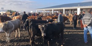 Kars’ta hayvan pazarı 4 gün kapatıldı!