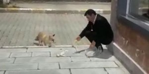 Karslı güvenlikçiler tilkiyi eliyle besliyor