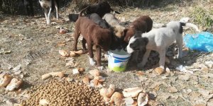 Kars Belediyesi sokak hayvanlarının yanında!