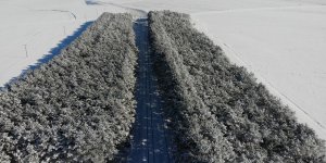 Kars’ta bozkırın ortasındaki vaha havadan görüntülendi