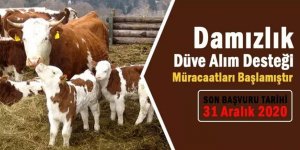 Damızlık düve alım desteği için müracaatlar başladı