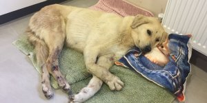 Şans köpeğin yüzlerce kilometrelik iyileşme yolculuğu