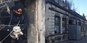 Kars’ta ki metruk binalar sokak hayvanları için tehlike oluşturuyor