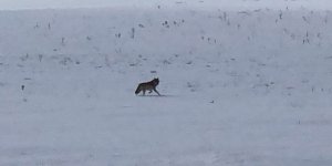Kars’ta yaralı kurt Dikme köyü yoluna indi