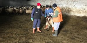 Anaç koyun ve keçiler tespit ediliyor!