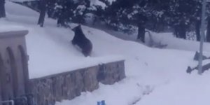 Sarıkamış’ta ayıların yiyecek arayışı!