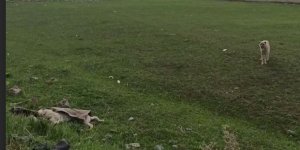 Ölen köpeğinin başından bir an olsun ayrılmadı!