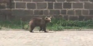 Sarıkamış’ta yavru ayı gündüz ilçe merkezine indi