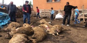  Kurtlar kent merkezinde koyun sürüsüne saldırdı