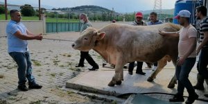 5 kişinin zor zapt ettiği kurbanlık araba fiyatına satışa sunuldu