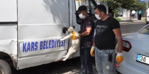 Kars’ta polisin dikkati köpeğin hayatını kurtardı!