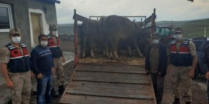Ardahan'da çalınan hayvanlar Kars'ta bulundu