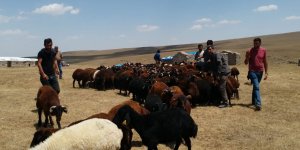 Kars’ta kuraklık ve zorlu yaşam koşulları yaylacıları da vurdu