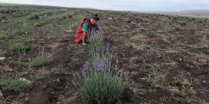 Kars’ı lavanta kokusu sardı!