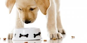 Köpek Maması (Açık, Kuru, Konserve, Ödül) Seçerken Dikkat Etmeniz Gereken 9 Konu