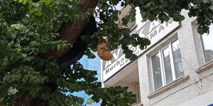 Çıktığı ağaçta kalan kediyi vatandaş kurtardı