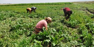 Kars'ta pancar üreticileri istilacı otla mücadele ediyor