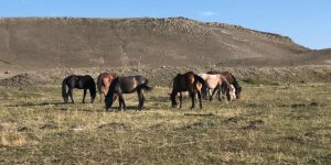 Kars'ta yılkı atları doğal ortamlarında görüntülendi