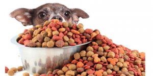 Köpek Maması (Ödül, Açık, Kuru, Yaş, Konserve) Alırken Bunları Unutmayın!