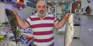 Deniz balığı aynı gün Kars’ta da tezgahlarda