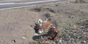 Kars’ta şüpheli hayvan ölümleri
