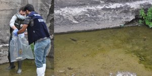 Kars’ta balık ölümlerinin sebebi belli oldu