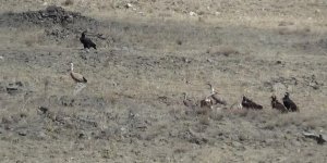 Sarıkamış'ta akbabalar görüntülendi