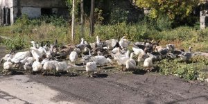 Kars’ta kazlar sofralara pahalı gelecek