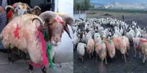 Kars’ta koç katımı geleneği unutulma noktasına geldi