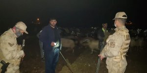 Digor'da kaybolan 400 koyun bulundu