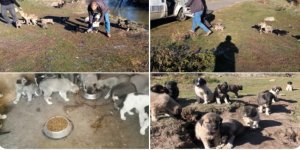 Kars’ta yavru köpekler emin ellerde