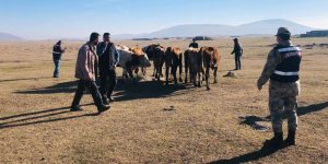 Ardahan’da çalınan hayvanlar Kars’ta bulundu