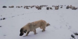 Doğu Anadolu'da buzlanma ve don bekleniyor