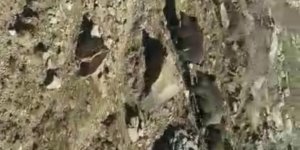 Kars'ta domuz sürüsü cep telefonlarıyla kaydedildi